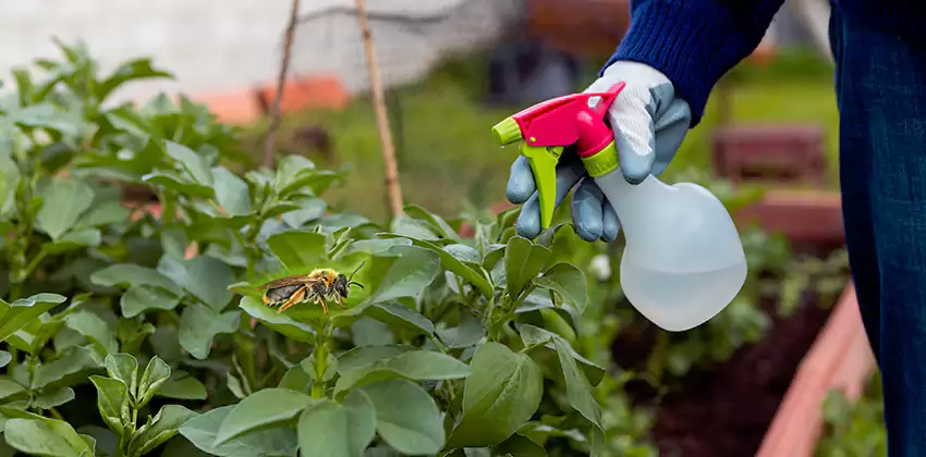 Carpenter Bee Treatment for Bedrooms Kennesaw, GA