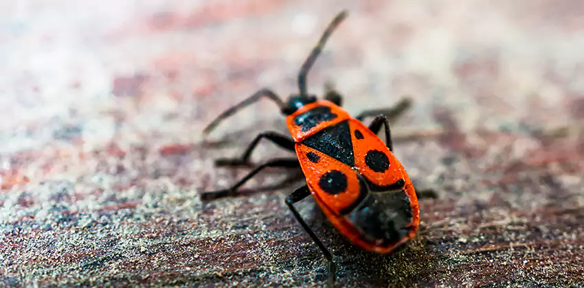 Flea Control for Humans Kennesaw, GA