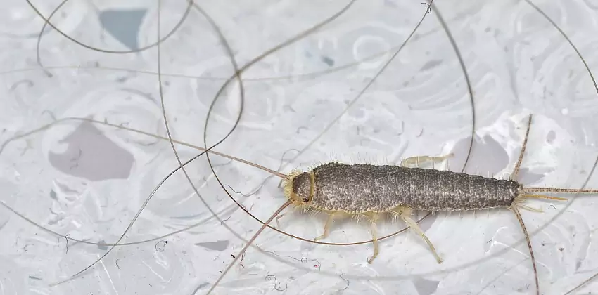 Silverfish Control for Bedrooms Kennesaw, GA