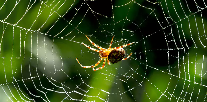 Organic and Chemical Spider Control Options Kennesaw, GA