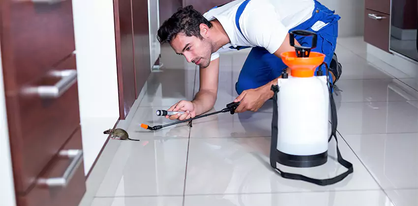 rat-inspection in Kennesaw, GA