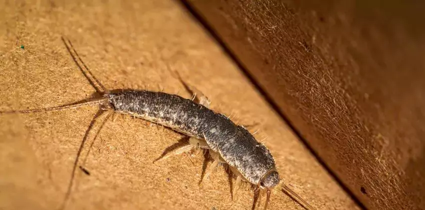 silverfish-control in Kennesaw, GA