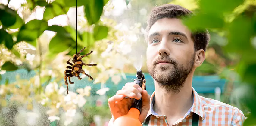 spider-exterminator in Kennesaw, GA