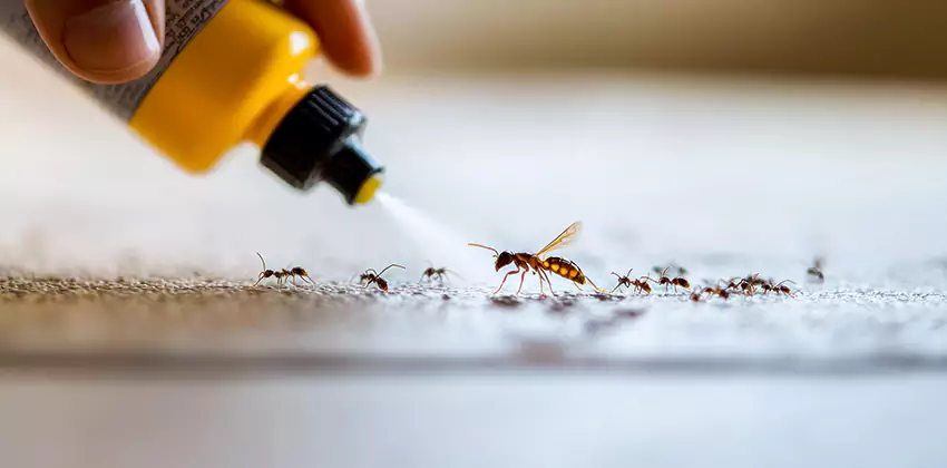 termite-control in Kennesaw, GA