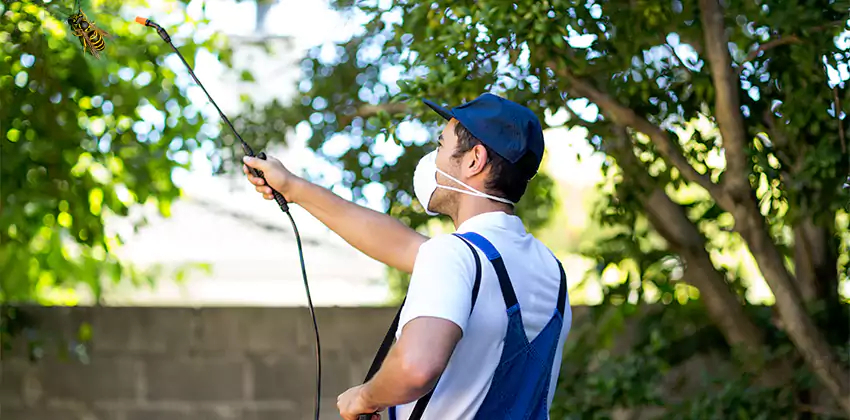 yellow-jacket-exterminator in Kennesaw, GA
