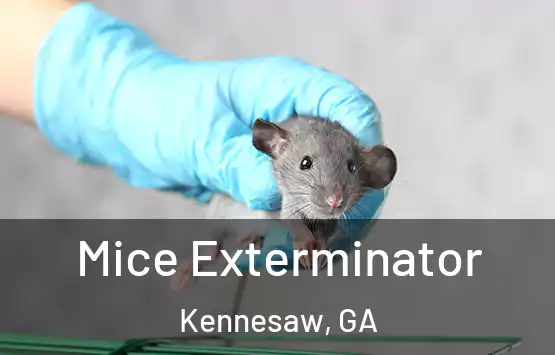  Mice Exterminator Kennesaw, GA