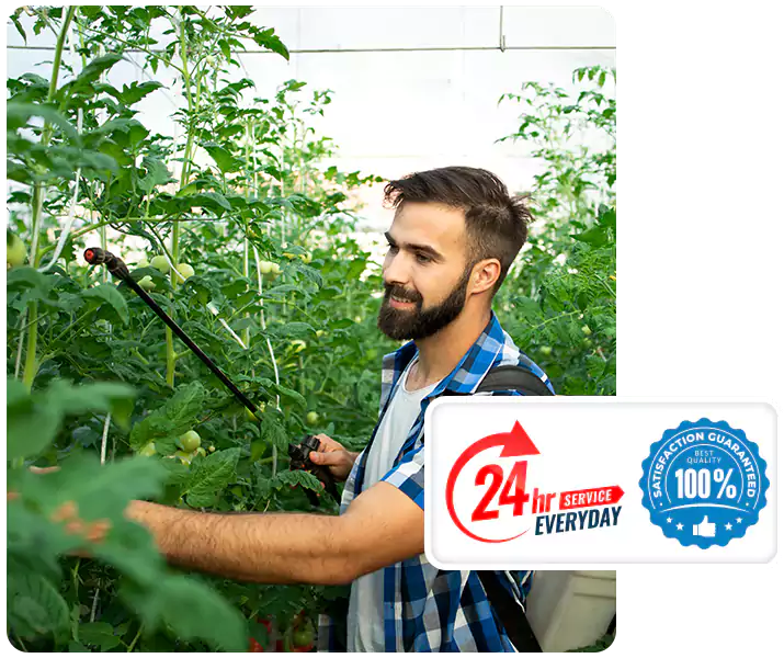 About Whitefly Treatment Kennesaw